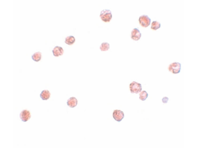 NALP13 Antibody in Immunocytochemistry (ICC/IF)