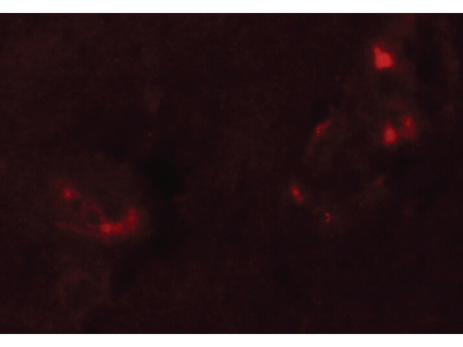 NALP5 Antibody in Immunocytochemistry (ICC/IF)