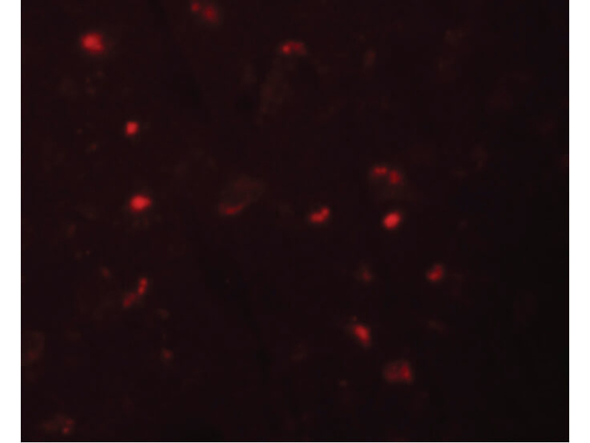 NALP6 Antibody in Immunocytochemistry (ICC/IF)