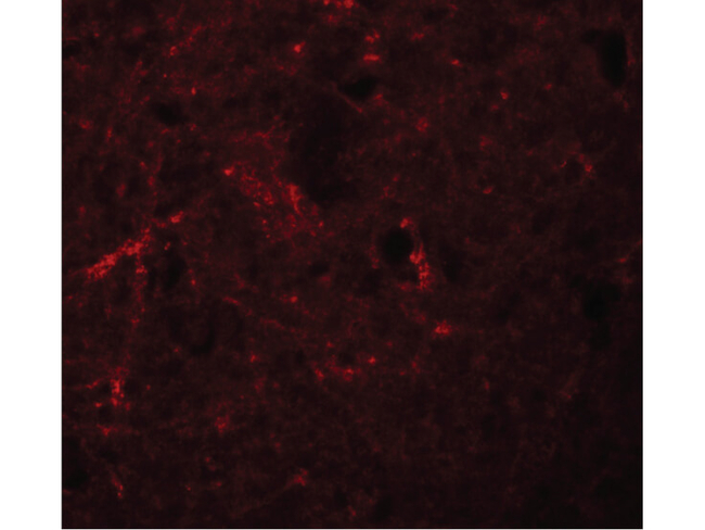 NALP7 Antibody in Immunocytochemistry (ICC/IF)