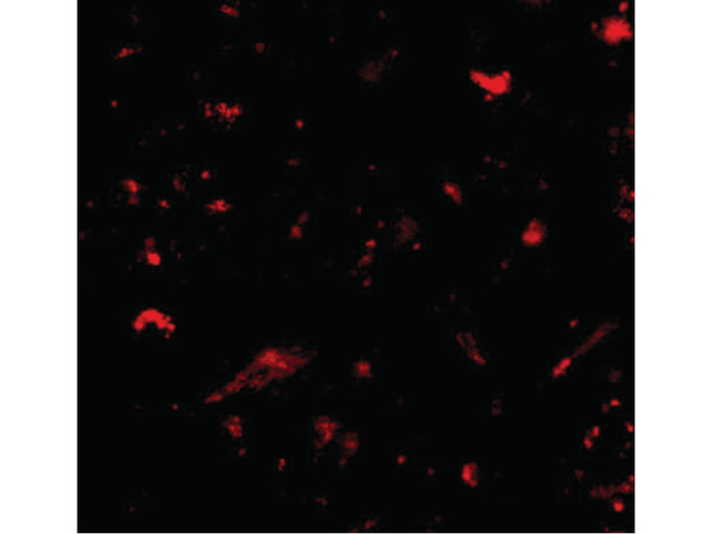 NANOS1 Antibody in Immunocytochemistry (ICC/IF)