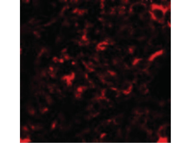 NANOS2 Antibody in Immunocytochemistry (ICC/IF)
