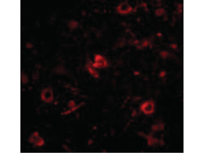 NANOS3 Antibody in Immunocytochemistry (ICC/IF)
