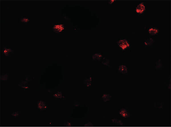 NDST2 Antibody in Immunocytochemistry (ICC/IF)