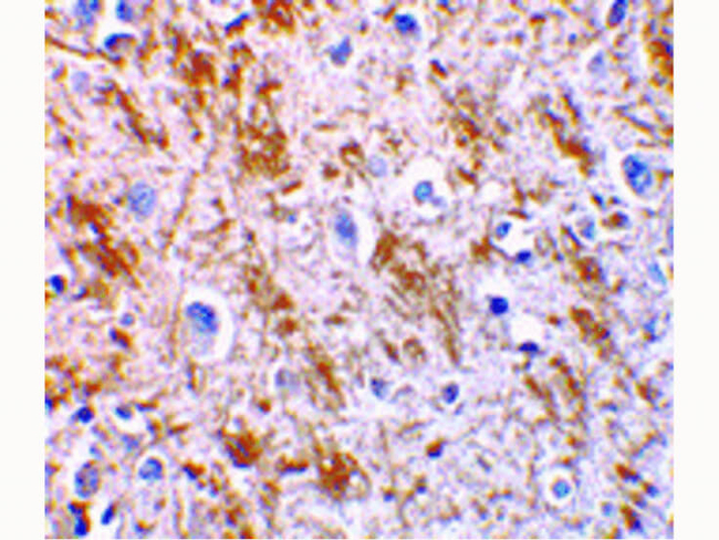 Neurturin Antibody in Immunohistochemistry (Paraffin) (IHC (P))