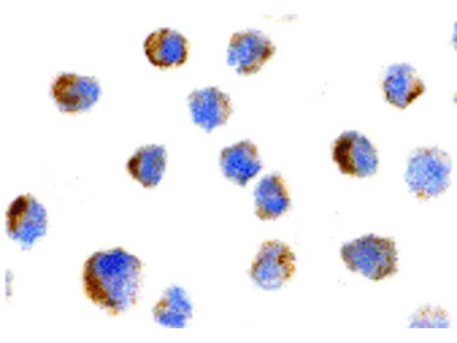 NGFR Antibody in Immunocytochemistry (ICC/IF)