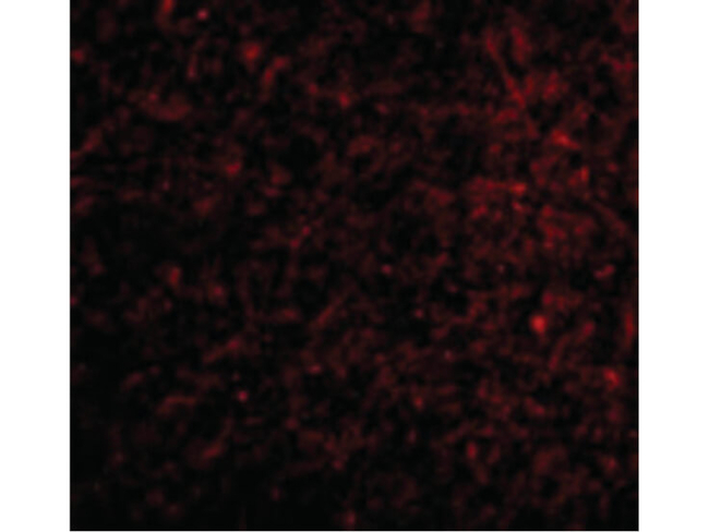 Nicastrin Antibody in Immunocytochemistry (ICC/IF)