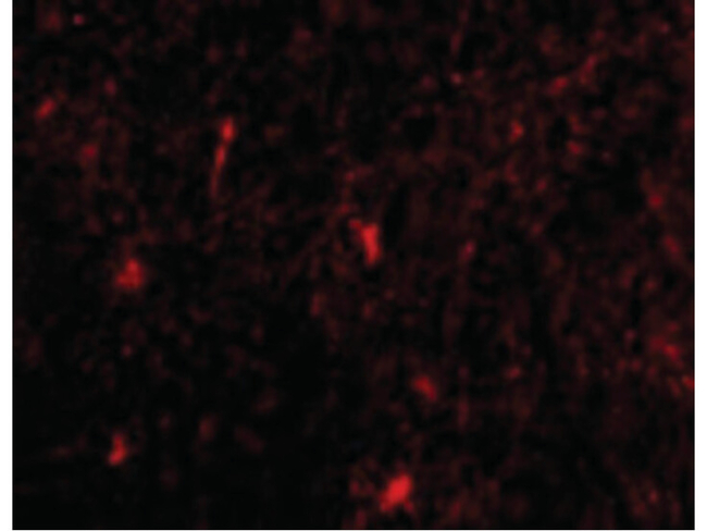 Nicastrin Antibody in Immunocytochemistry (ICC/IF)