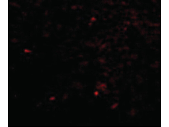 NIPSNAP Antibody in Immunocytochemistry (ICC/IF)