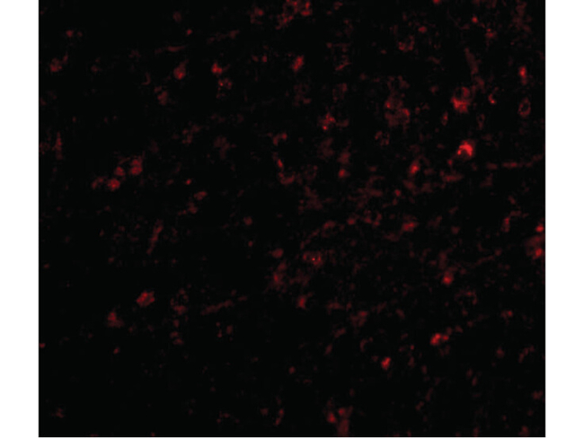 NIPSNAP Antibody in Immunocytochemistry (ICC/IF)