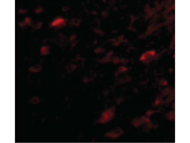 NIPSNAP3A Antibody in Immunocytochemistry (ICC/IF)