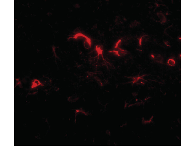 NIPSNAP3B Antibody in Immunocytochemistry (ICC/IF)