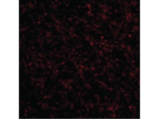 NK3R Antibody in Immunocytochemistry (ICC/IF)