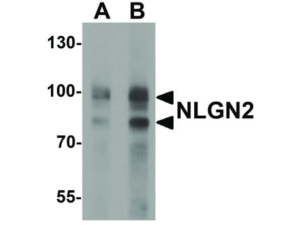 NLGN2 Antibody in Western Blot (WB)