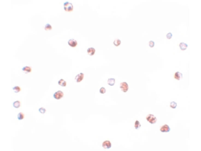 NOD4 Antibody in Immunocytochemistry (ICC/IF)