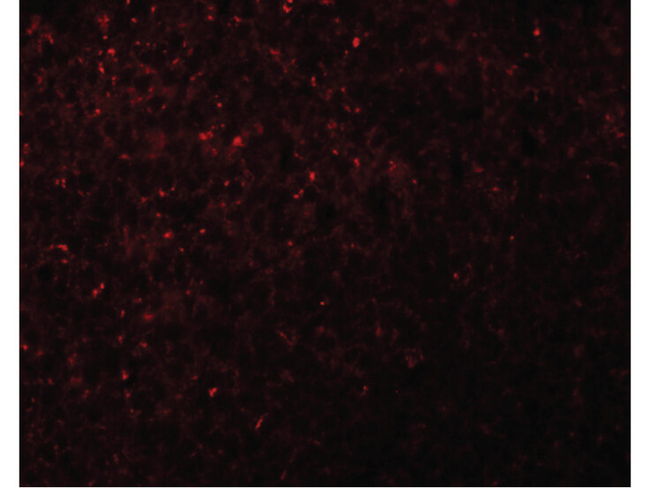 NOD5 Antibody in Immunocytochemistry (ICC/IF)