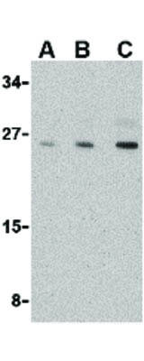 Nop30 Antibody in Western Blot (WB)