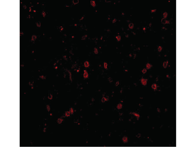 NPAS3 Antibody in Immunocytochemistry (ICC/IF)