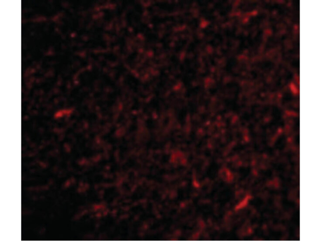 NPAS3 Antibody in Immunocytochemistry (ICC/IF)