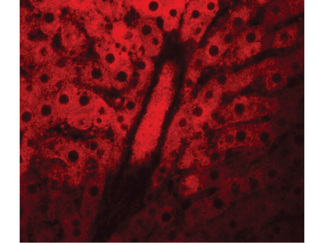 NSA1 Antibody in Immunocytochemistry (ICC/IF)
