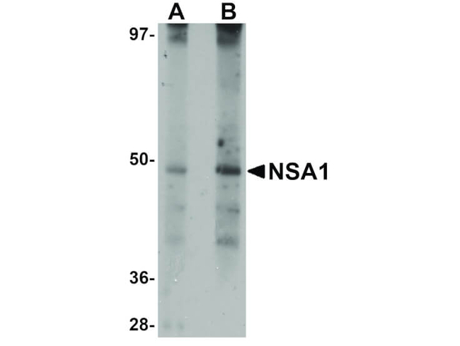 NSA1 Antibody in Western Blot (WB)