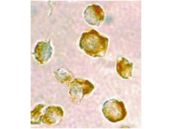 Nudel Antibody in Immunocytochemistry (ICC/IF)