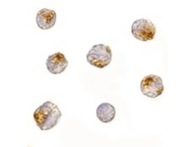 NUP107 Antibody in Immunocytochemistry (ICC/IF)