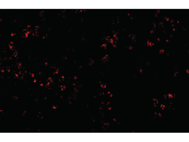 OCC-1 Antibody in Immunocytochemistry (ICC/IF)