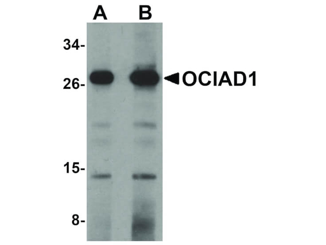 OCIAD1 Antibody in Western Blot (WB)
