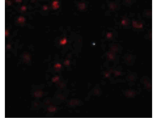 OCIAD2 Antibody in Immunocytochemistry (ICC/IF)