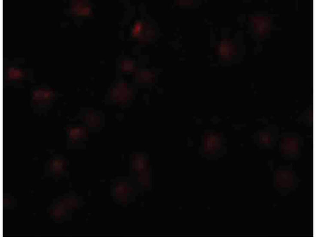 OCIAD2 Antibody in Immunocytochemistry (ICC/IF)