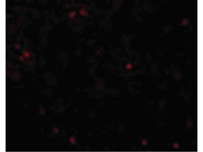 OCLN Antibody in Immunocytochemistry (ICC/IF)