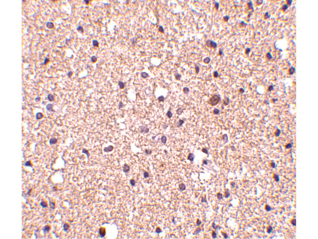 op18 Antibody in Immunocytochemistry (ICC/IF)