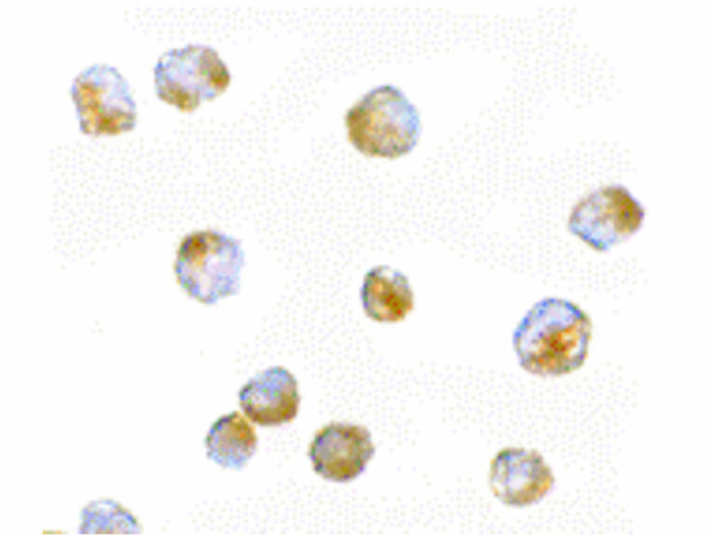 ORAI3 Antibody in Immunocytochemistry (ICC/IF)