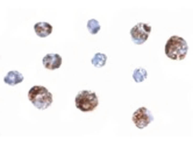 OTUD4 Antibody in Immunocytochemistry (ICC/IF)