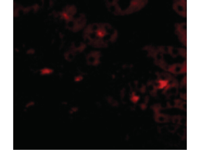 OTUD5 Antibody in Immunocytochemistry (ICC/IF)
