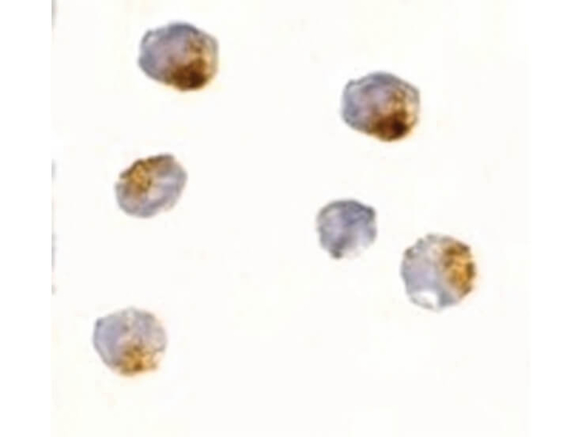 OVGP1 Antibody in Immunocytochemistry (ICC/IF)