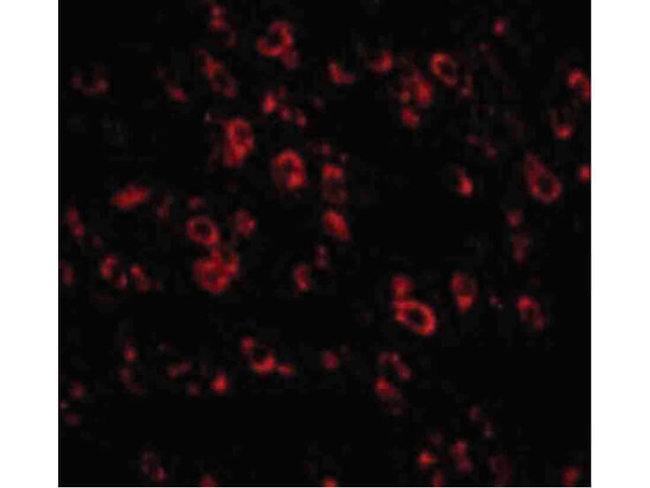 PCDH18 Antibody in Immunocytochemistry (ICC/IF)