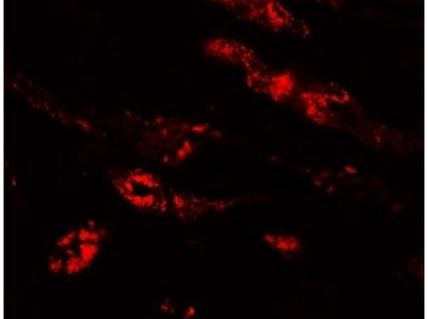 PEAR1 Antibody in Immunocytochemistry (ICC/IF)