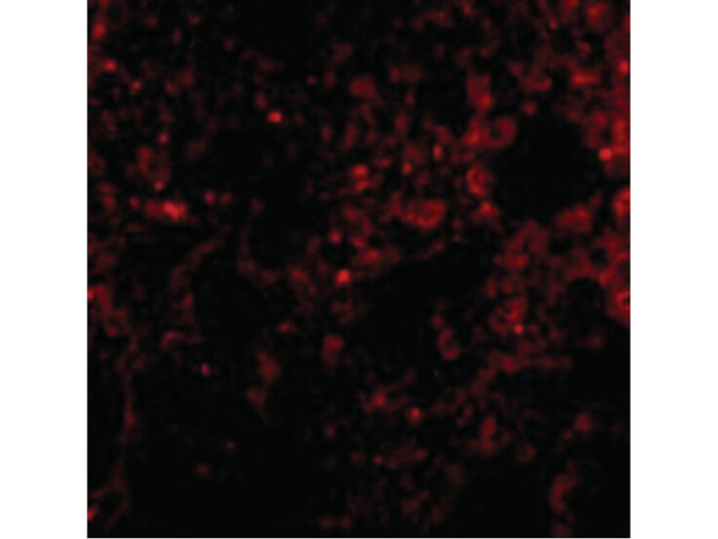 PEN2 Antibody in Immunocytochemistry (ICC/IF)