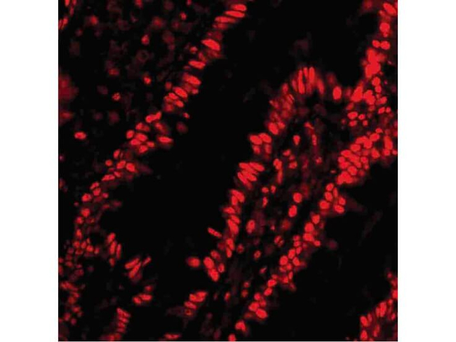 PHAP Antibody in Immunocytochemistry (ICC/IF)
