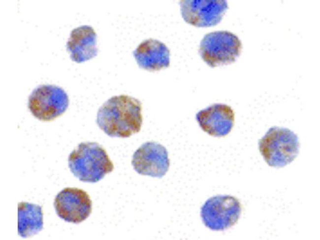PHAP I Antibody in Immunocytochemistry (ICC/IF)