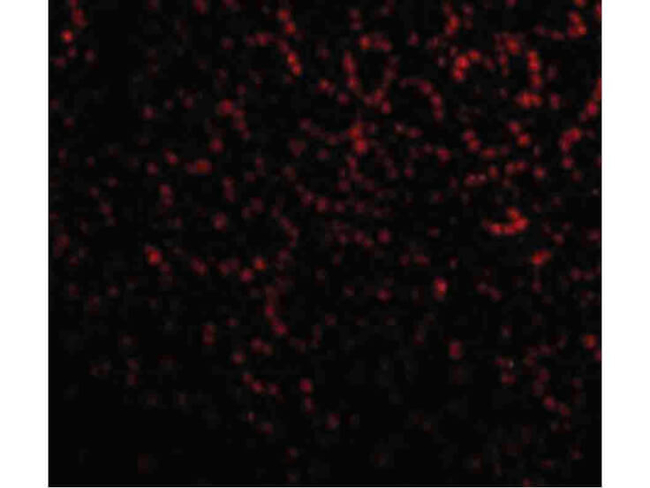 PHAP I Antibody in Immunocytochemistry (ICC/IF)