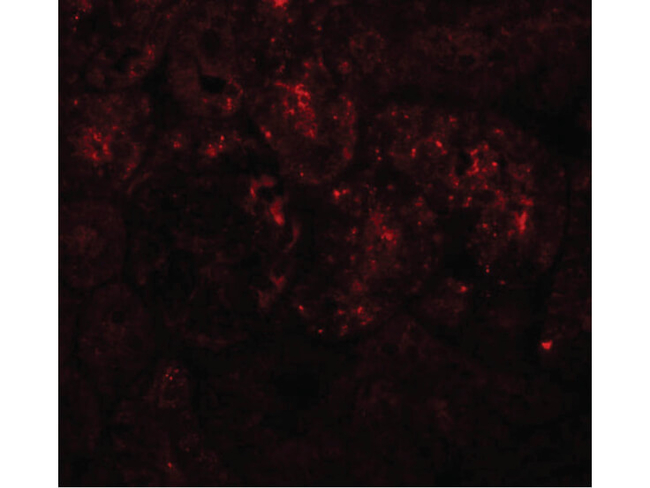 PIAS1 Antibody in Immunocytochemistry (ICC/IF)