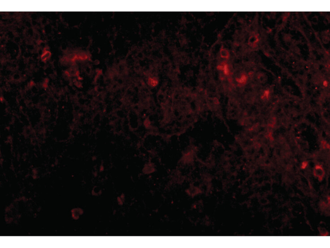 PIG-Y Antibody in Immunocytochemistry (ICC/IF)