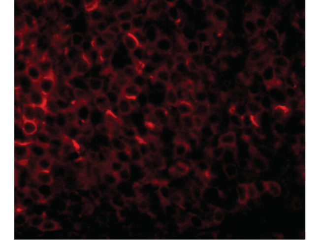 PIG-Y Antibody in Immunocytochemistry (ICC/IF)