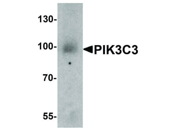 PIK3C3 Antibody in Western Blot (WB)
