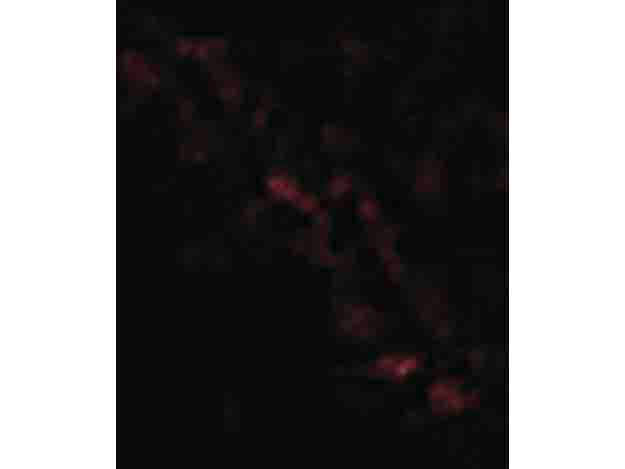 PIST Antibody in Immunocytochemistry (ICC/IF)