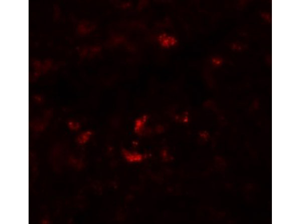 PIWI-L1 Antibody in Immunocytochemistry (ICC/IF)
