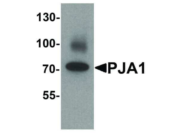 PJA1 Antibody in Western Blot (WB)